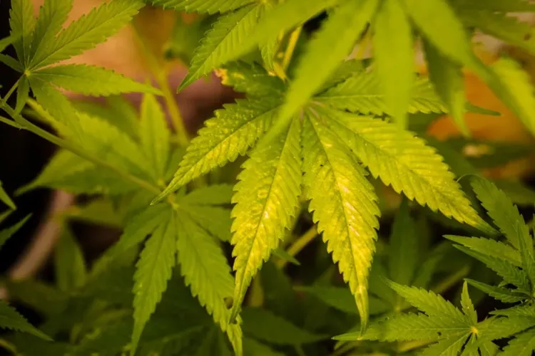 Estudante recebe autorização para fazer cultivo de cannabis com finalidade medicinal