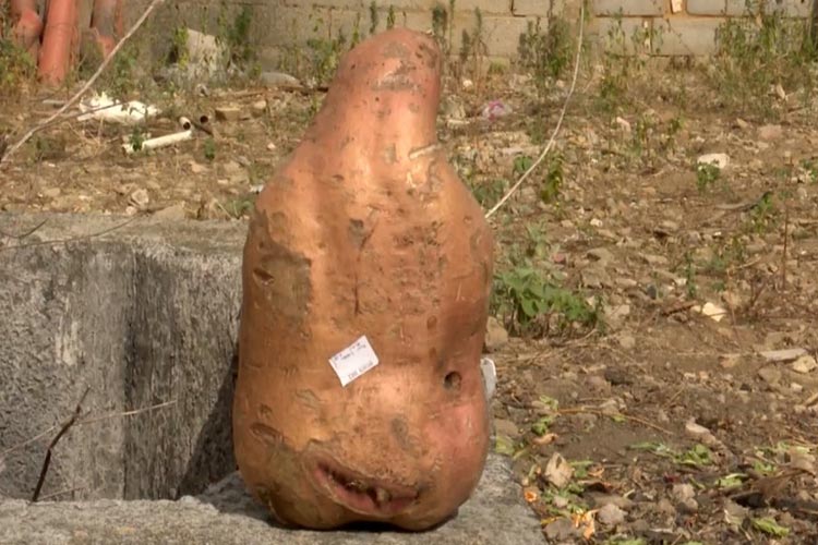 Moradores de Vitória da Conquista colhem batata doce 'gigante' de mais de três quilos