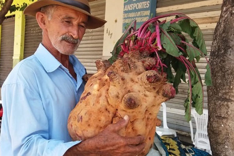 Beterraba de 20 kg é colhida em propriedade rural de Livramento de Nossa Senhora