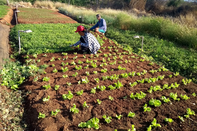 Brumado: Pedal na Roça registra prosperidade de horta da agricultura familiar na região de Itaquaraí