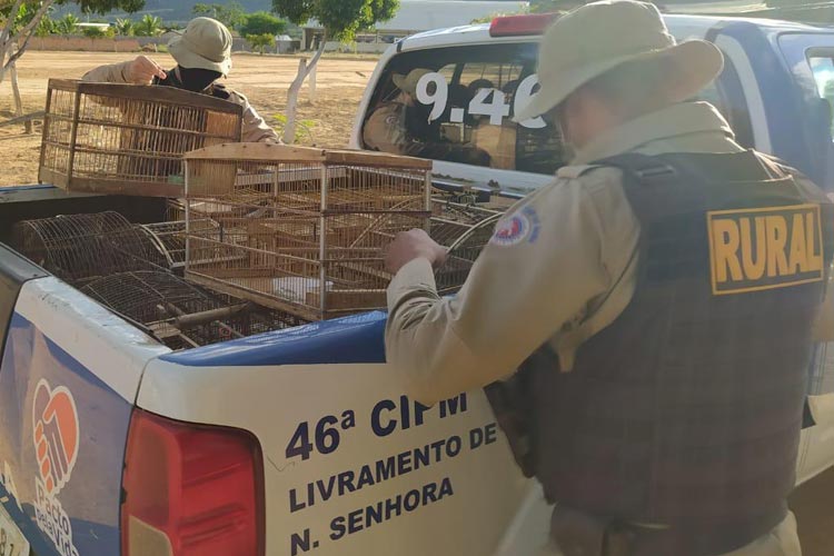 Polícia apreende diversos pássaros silvestres na zona rural de Livramento de Nossa Senhora