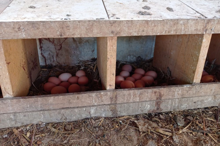 Malhada de Pedras: Produção de ovos gera renda e transforma a vida de famílias