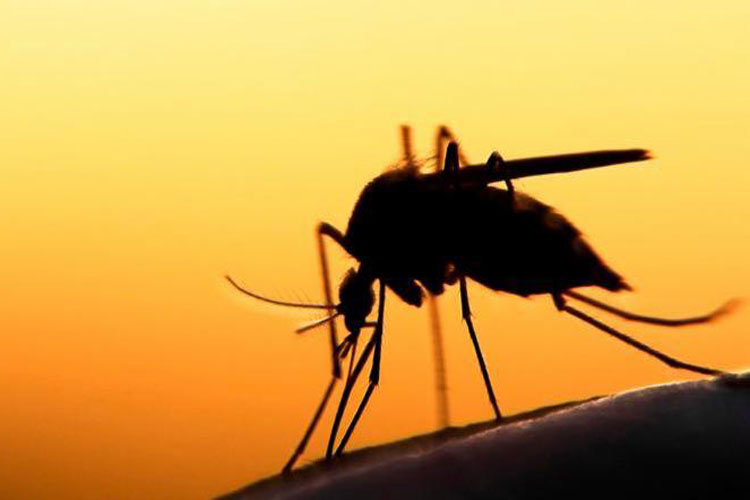 Malária: Casos no Brasil estão em queda, afirma infectologista
