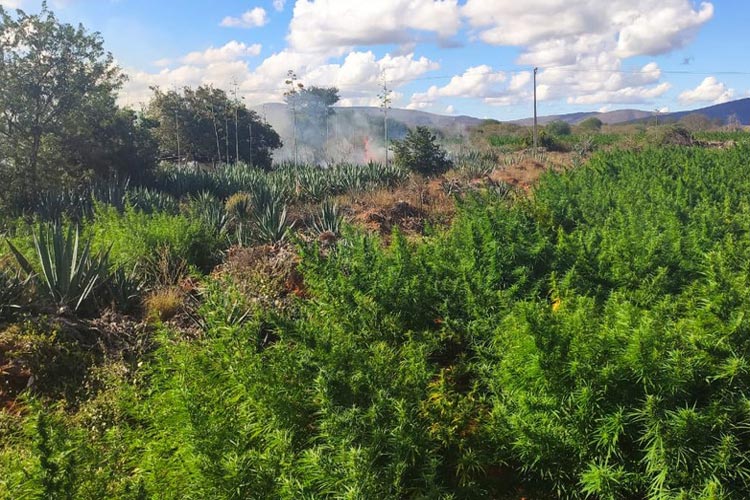Mirangaba: Polícia encontra e erradica plantação com cerca de 200 mil pés de maconha