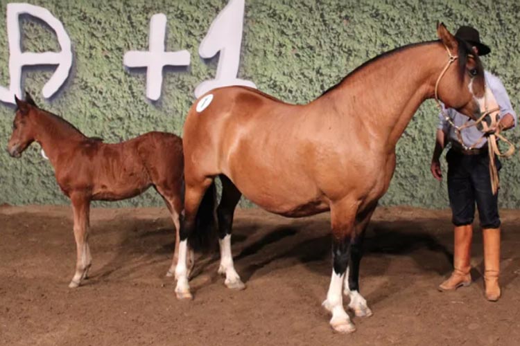 Égua é vendida por R$ 1,075 milhão em leilão no Rio Grande do Sul