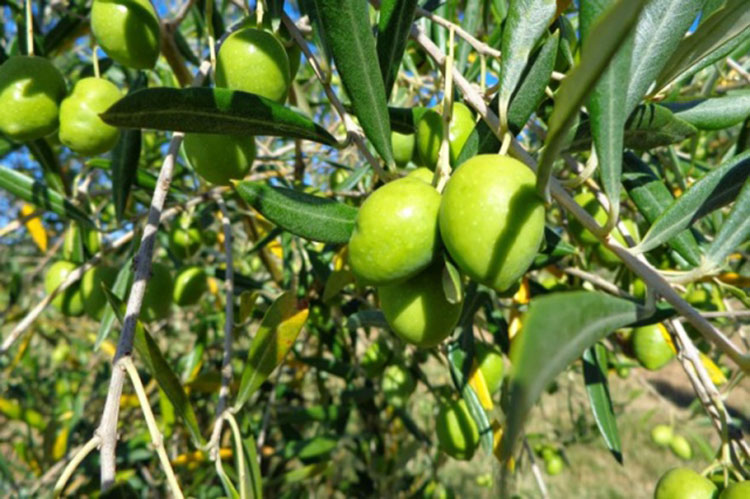 Rio de Contas abriga o primeiro pomar produtivo de oliveiras do Nordeste