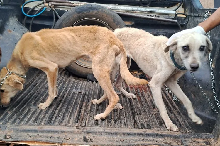 Dois cachorros são resgatados após maus tratos em Caetité