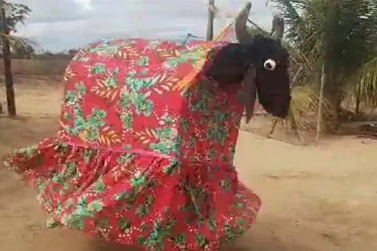 Feira Cultural em Brumado busca o resgate do tradicional bumba-meu-boi