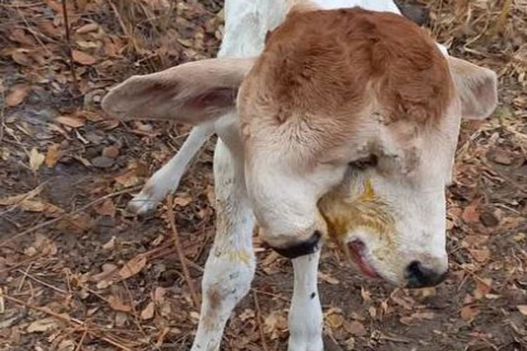 Bezerro nasce com duas cabeças em fazenda e chama atenção em Macaúbas