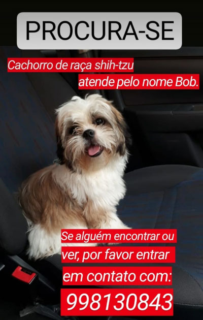 Cachorro da raça shih-tzu desaparece no Bairo Santa Tereza em Brumado