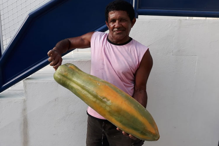 Mamão gigante é colhido em quintal de residência em Livramento de Nossa Senhora