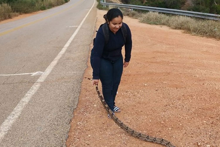 Mulher pega jiboia de dois metros para não ser atropelada na BA-148 em Rio de Contas