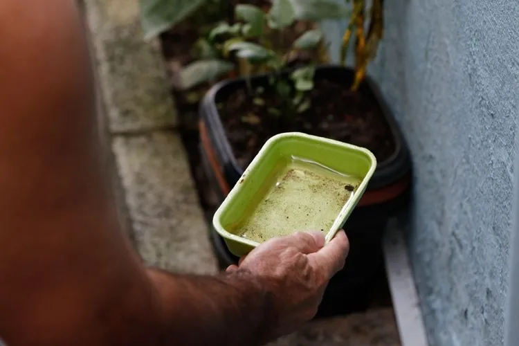 Bahia tem 265 municípios em epidemia de Dengue, Sesab