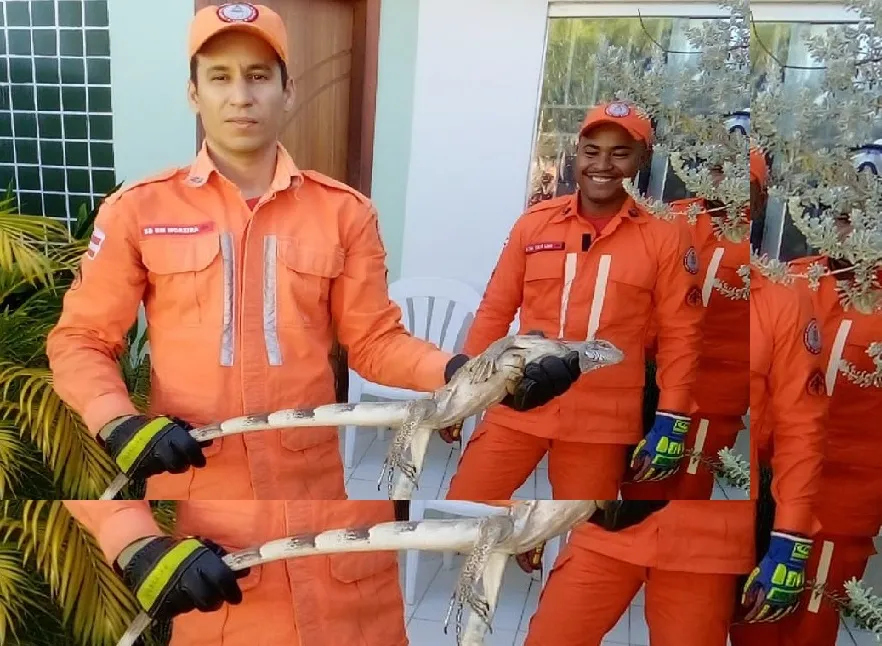 Iguana de 1,5 metro é resgatada por integrantes do 17º BBM em Barreiras