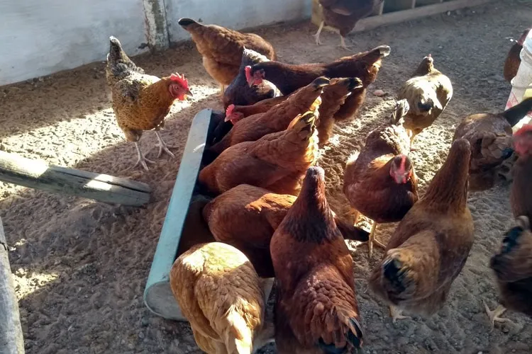 Gripe Aviária: Agrônomo assegura que não riscos de consumo de frango e ovos