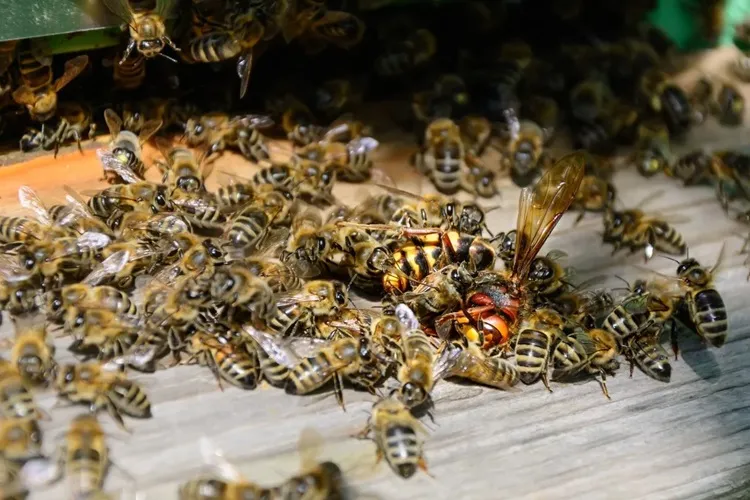 Homem morre após ser atacado por cerca de 100 abelhas em Vitória da Conquista