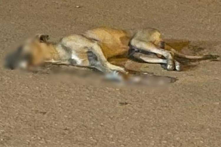 Livramento de Nossa Senhora: Cachorros são envenenados na comunidade rural da Barrinha