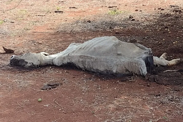 Seca continua castigando a Chapada Diamantina e triplica mortalidade animal na região