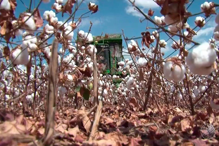 Bahia bate recorde em produção de algodão