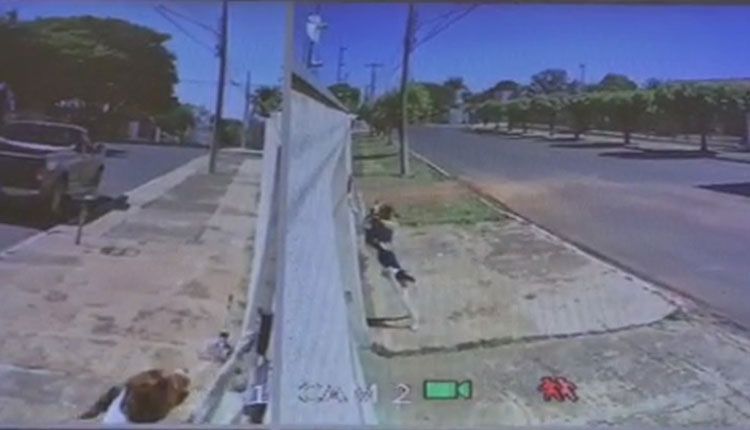 Cão toca campainha para entrar em casa e surpreende donos no Mato Grosso