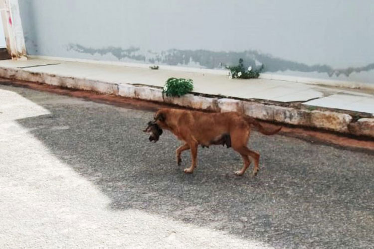 Caculé: Vídeo de cachorra carregando filhote morto viraliza na internet