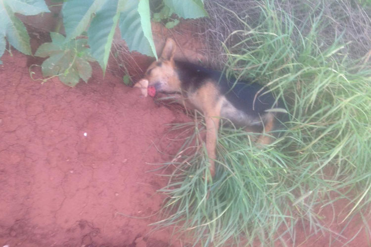 Brumado: Cachorro morre após comer carne envenenada no Bairro Santa Tereza