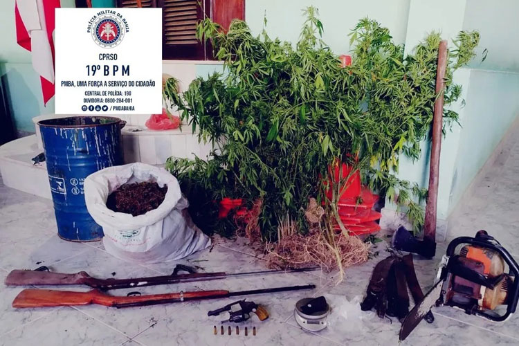 Polícia Militar destrói plantação com cerca de 1.500 pés de maconha em Jequié
