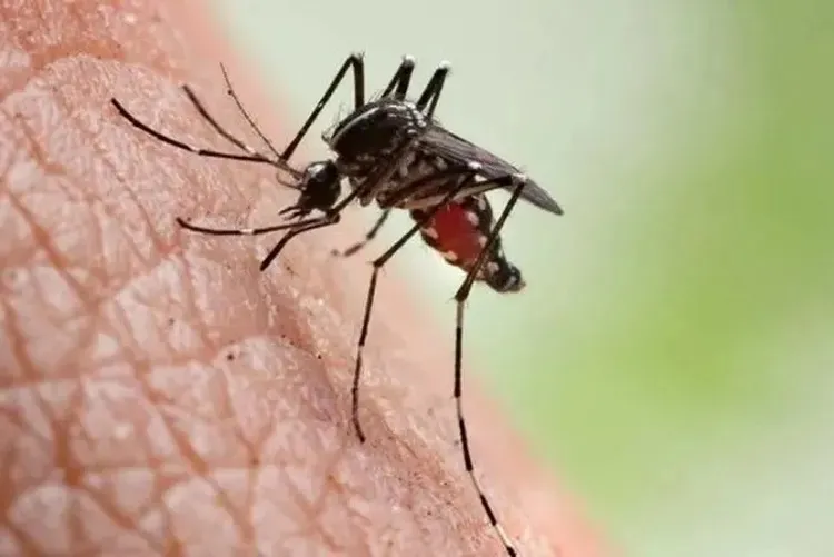 Dengue faz Acre, Minas Gerais, Goiás e Distrito Federal decretarem situação de emergência