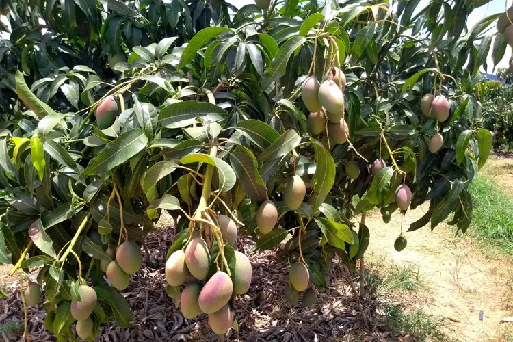 Onda de calor afeta produção de manga e maracujá em Livramento de Nossa Senhora