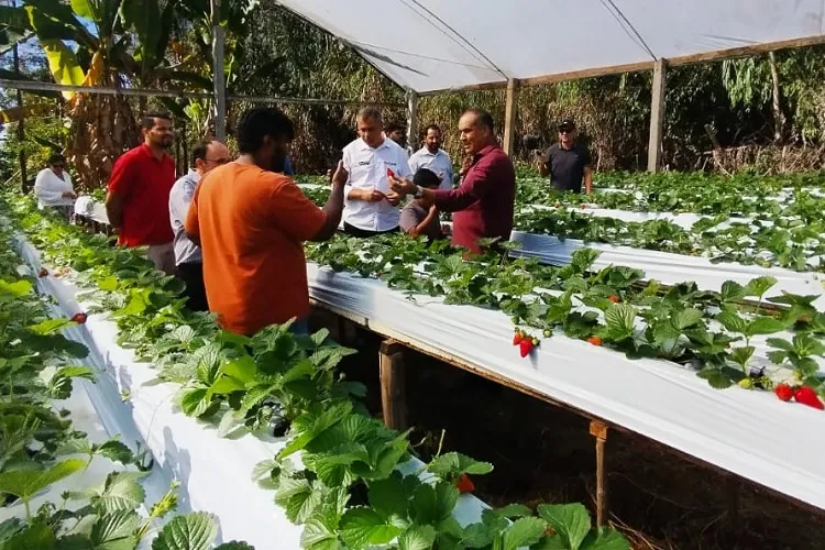 Chegada de agroindústria eleva produção de morangos em Barra da Estiva e Ibicoara