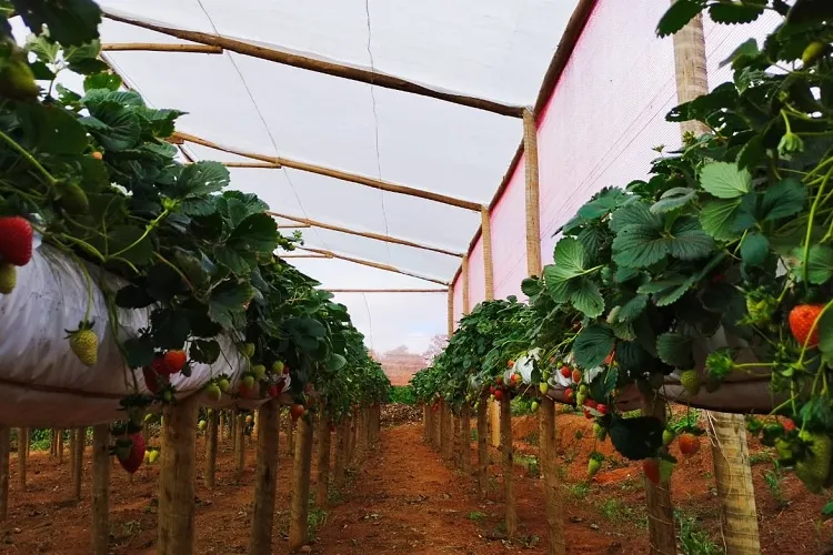 Chegada de agroindústria eleva produção de morangos em Barra da Estiva e Ibicoara