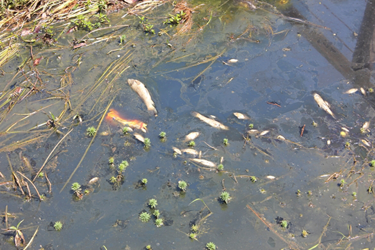 Rio de Contas: Peixes aparecem mortos no Rio Brumado; suspeita é de crime ambiental