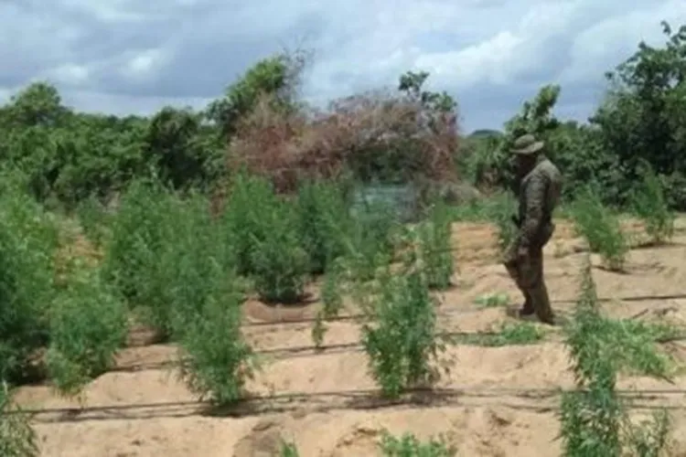 35 mil pés de maconha são erradicados em Curaçá