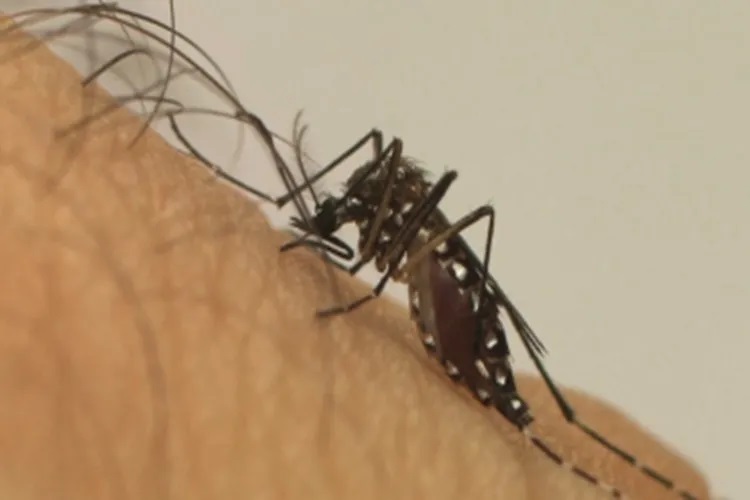 Sobe para sete o número de mortes por dengue na Bahia