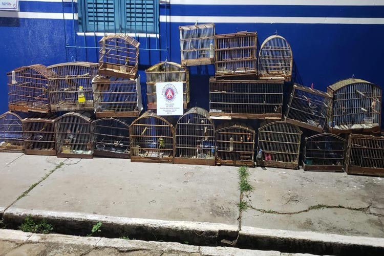 Livramento: Polícia apreende animais silvestres em uma residência no Bairro Estocada
