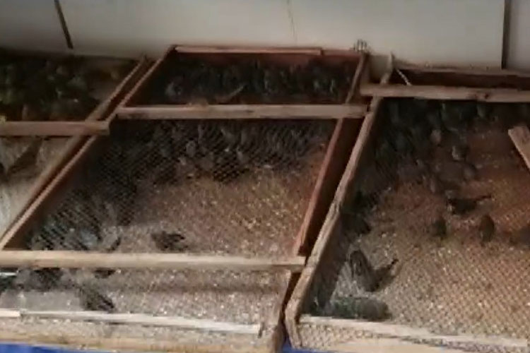 Mais de mil aves silvestres são encontradas em porta-malas de carro no interior da Bahia