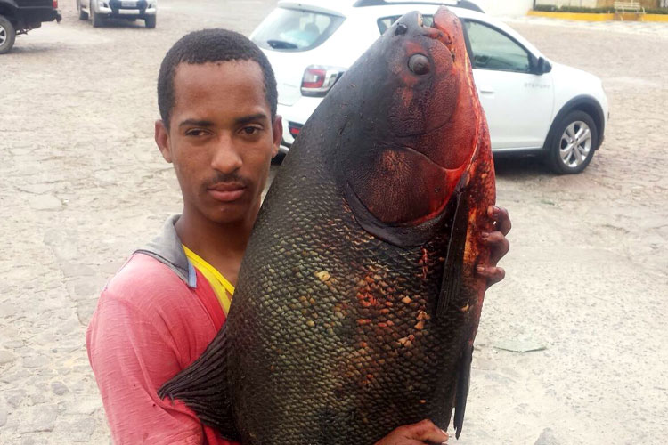 Peixe de 15 kg é pescado no Rio das Contas em Jussiape
