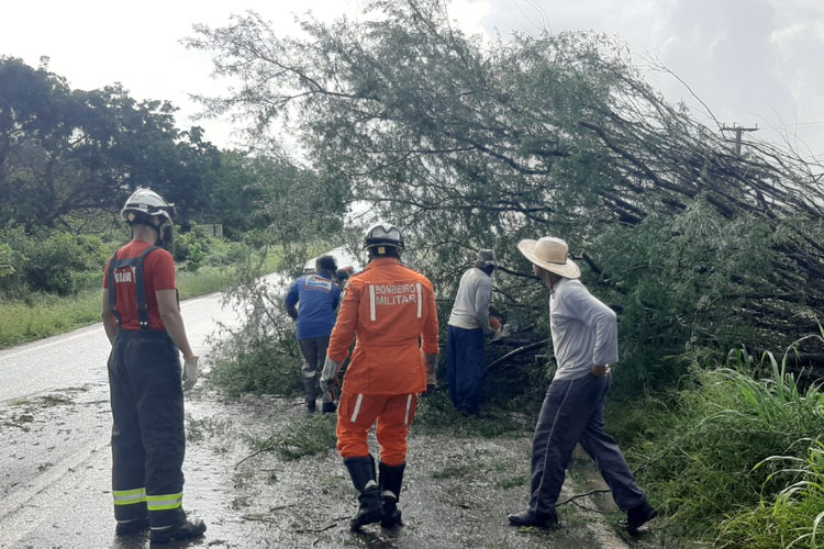Guanambi: BR-030 é liberada após temporal derrubar árvores na rodovia