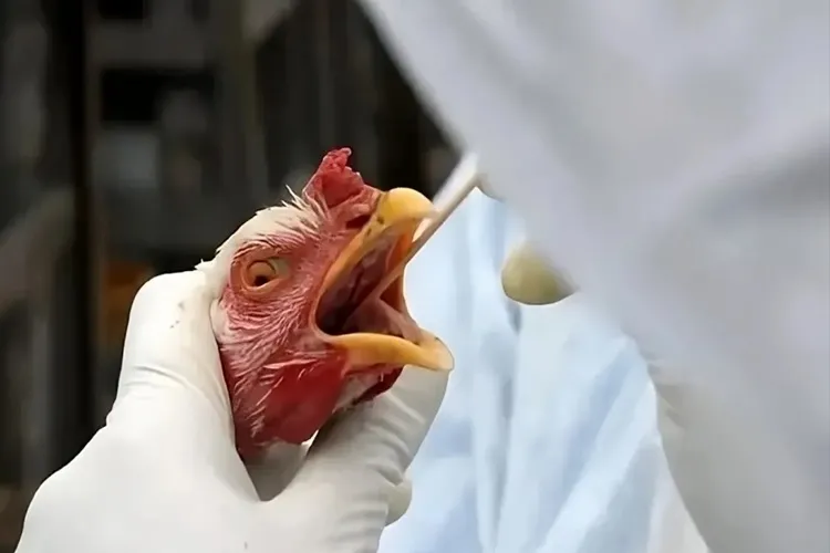 Ministério da Agricultura prorroga estado de emergência para gripe aviária
