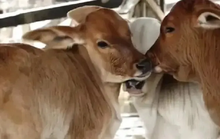 Macarani: Vaca dá à luz três filhotes em caso raríssimo