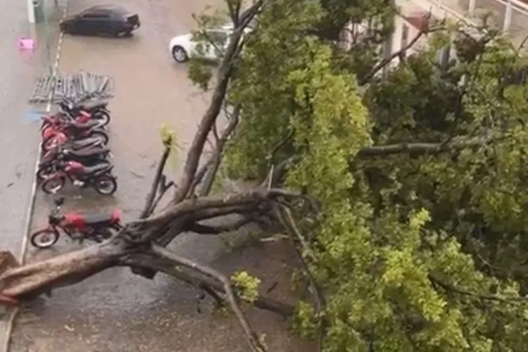 Tempestade com ventos causa destruição e derruba árvore centenária em Paramirim
