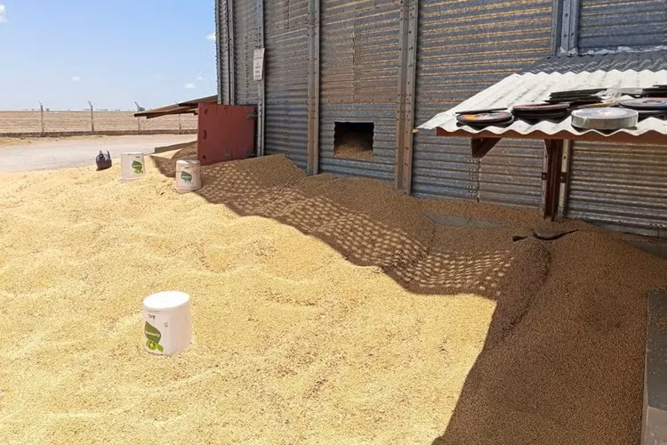 Luís Eduardo Magalhães: Trabalhador morre após cair em silo de soja em fazenda
