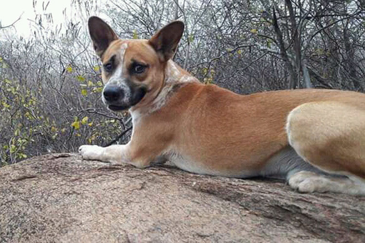 Cães podem farejar câncer em amostras de sangue, diz estudo