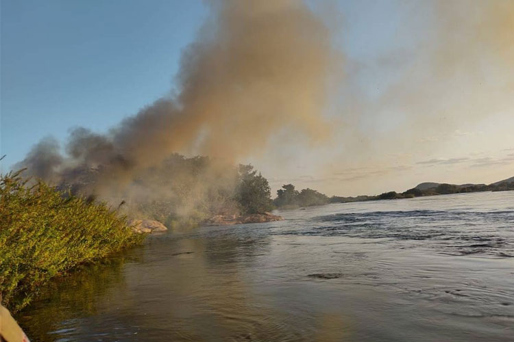 Polícia incinera 39 mil pés de maconha em área às margens do Rio São Francisco