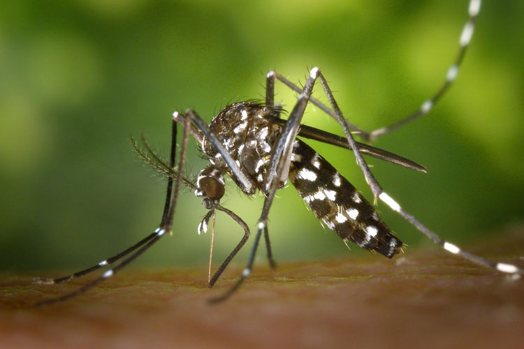 Casos de chikungunya disparam e acendem alerta de nova epidemia no Brasil