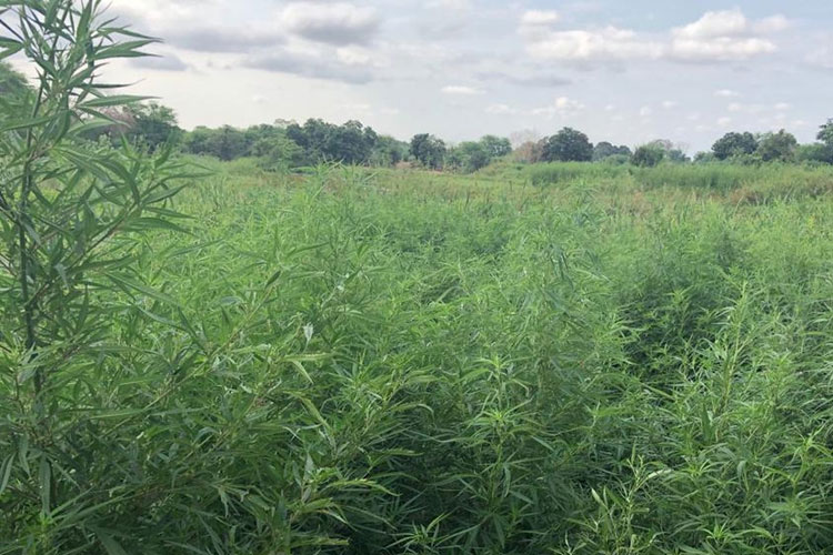 Homem é preso e plantação com 30 mil pés de maconha é incinerada no interior da Bahia