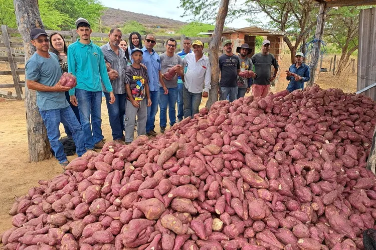 Produtores rurais de Malhada de Pedras ampliam produção de farinha de batata doce