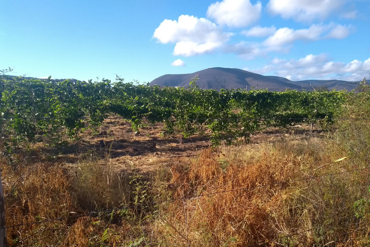 Setaf, Conselho Rural e Secretaria de Meio Ambiente avaliam ações do Garantia Safra em Brumado