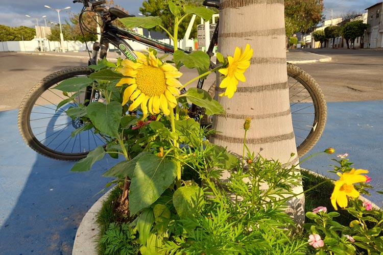 'Tirem fotos, mas não arranquem as flores', apela cuidador voluntário de praça pública em Brumado