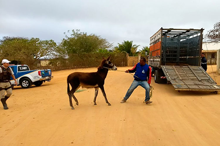 PRE recolhe animais nas rodovias da região sudoeste da Bahia